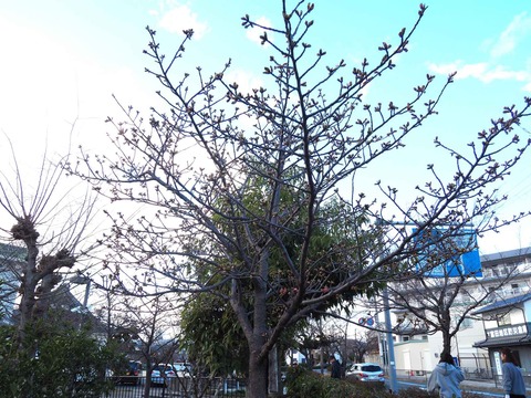 20240218河津桜 (17)