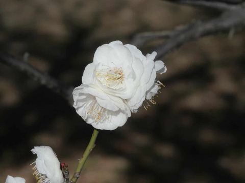 20260217茨木梅林 (42)