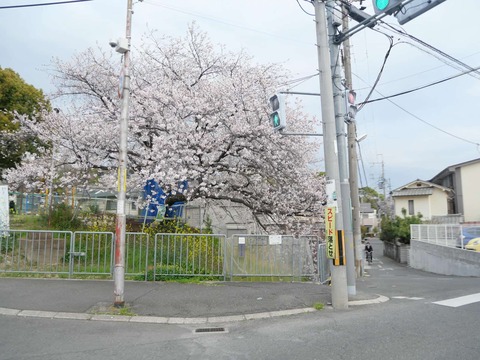 20250408桜 (51)