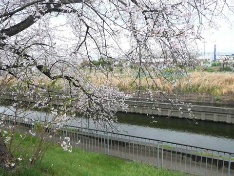 20260401玉川桜 (12)