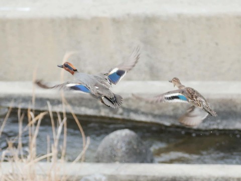 20260318塚脇橋 (40)a