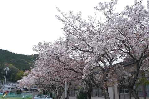 20200411sakura7