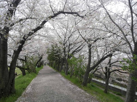 20260406桜 (92)