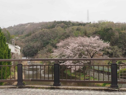20230325塚脇橋桜