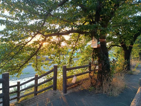 20250725桜伐採予定 (5)