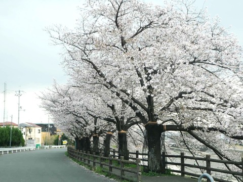 20250408桜 (34)