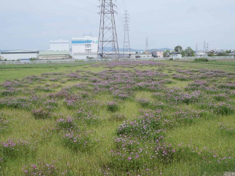 20260417renge  (5)