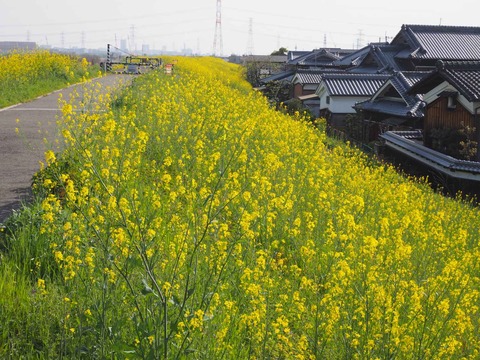 20230401島本上牧セイヨウカラシナ  (11)