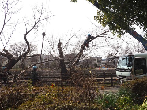 2020314芥川伐採 (1)