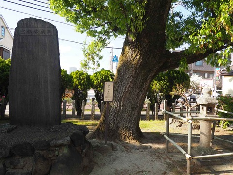 20220417アベマキ (3)