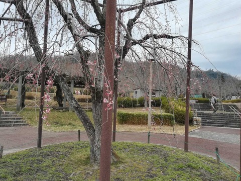 20210312sidare (4)