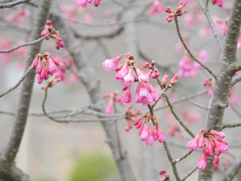 20260318摂津峡公園 (15)