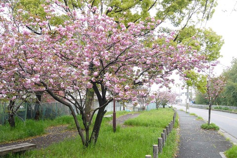 20200418sakura5