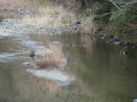 20260318塚脇橋 (25)