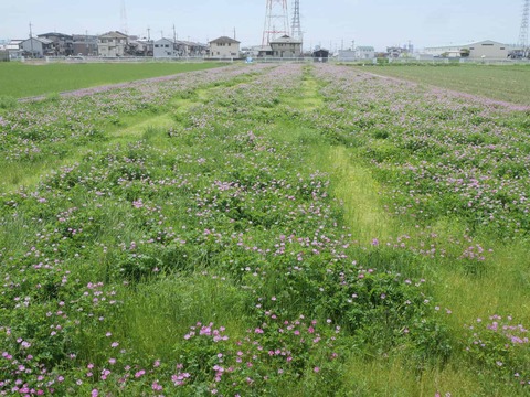 20260417renge  (4)