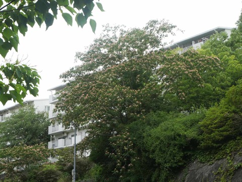 202606017ネムノキ (4)