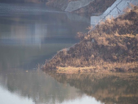 20230204安威川ダム (23)