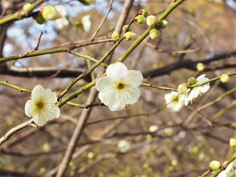 20200130高槻城公園梅 (1)