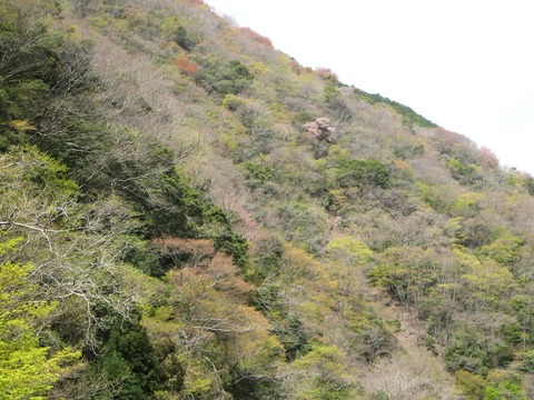 20260412府道号桜新緑 (7)