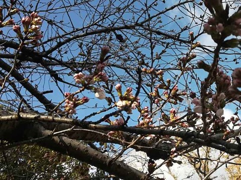 20220322桜 (21)