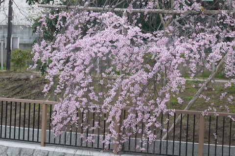 sakura2019_5