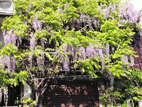 20230408真上藤 (1)