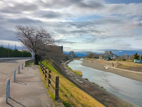 20250327芥川桜堤 (3)