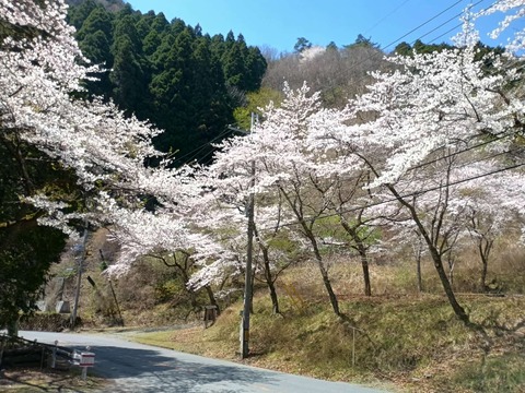 202504112樫田桜 (5)