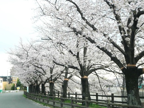 20250408桜 (36)