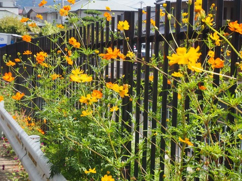 20220924キバナコスモス (11)