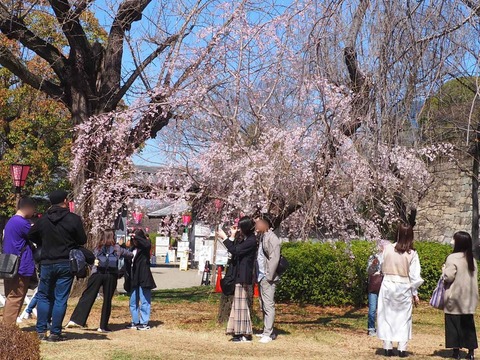 20230319大阪城公園 (1)