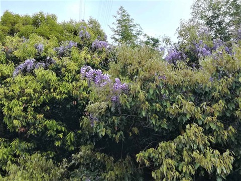 20230416ヤマフジ (2)