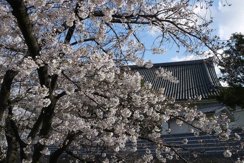 20200329sakura13