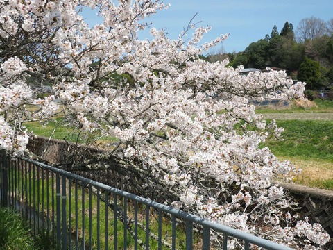 202504112樫田桜 (18)