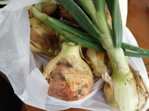 20240421玉ねぎ (4)