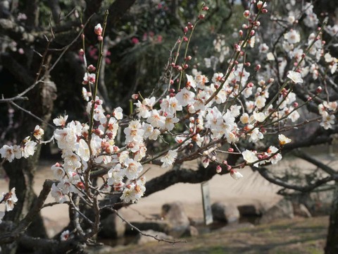 20260202万博記念公園 (65)