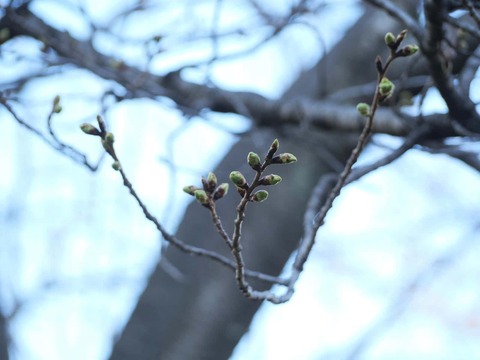 20260317筒井池公園 (10)