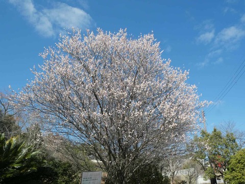 20260217西之川原 (17)