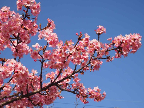 20230311河津桜 (15)