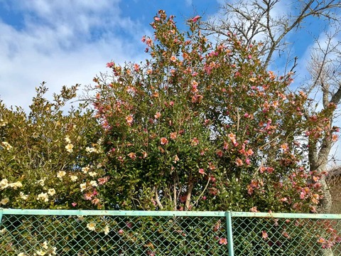 20251207さざんか (4)