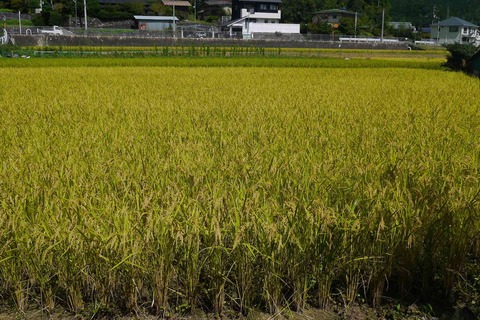 ksd_inaho190908_1