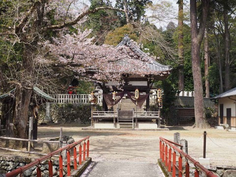 20230402桜 (9)