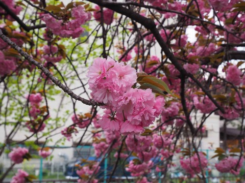 西真上 (4)
