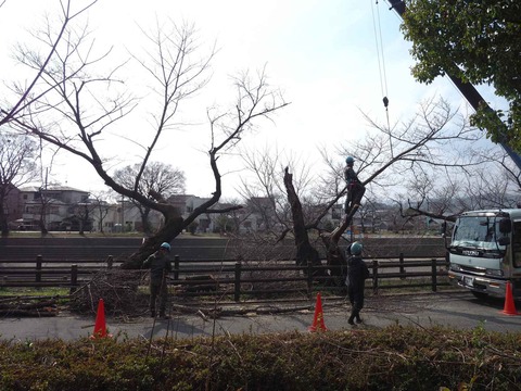 2020314芥川伐採 (3)