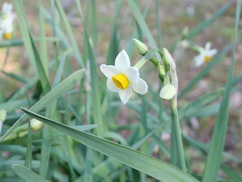20250126上宮天満宮 (26)