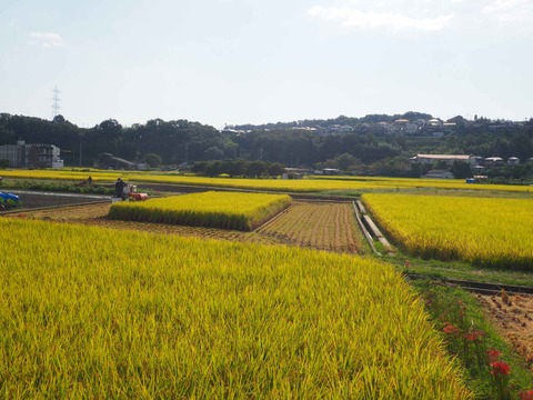 20221002中部稲刈り (3)