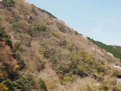20250412府道6号桜 (20)