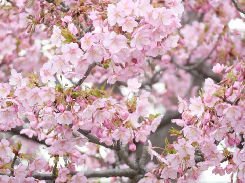 20250317河津桜 (28)