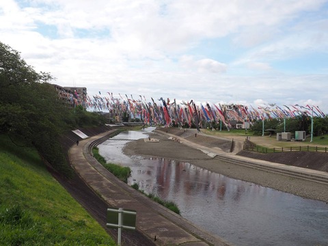 20240422こいのぼり (4)