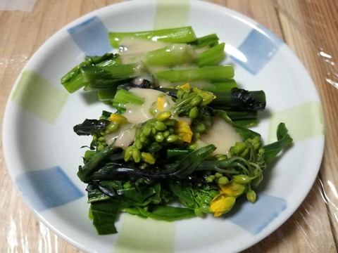 20240128アスパラ菜 (17)